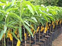 Mango Plants