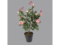 Pink Rose Plant