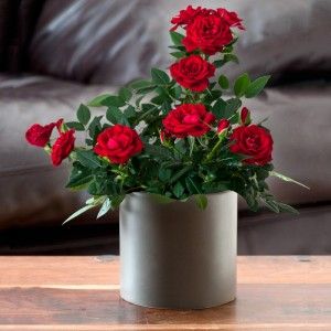 Red Rose Plant