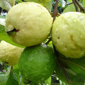 Guava Plant