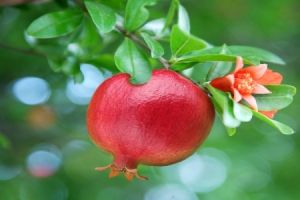 Pomegranate Plants