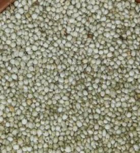 Millet Seeds