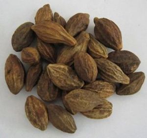 Harad Seeds