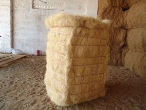 White Coir Fibre