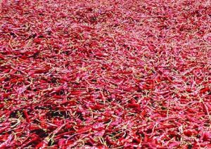 Dried Red Chillies  whole and powder