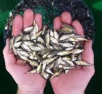 live fish seeds