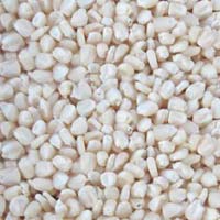 White Maize Seeds