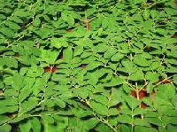 Moringa Leaf