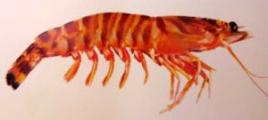 Flower Prawn