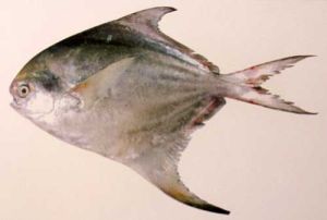 Silver Pomfret