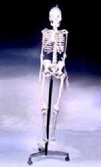 Human Skeleton Kimo 5051