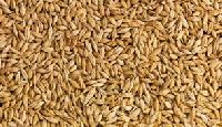 Feed Barley