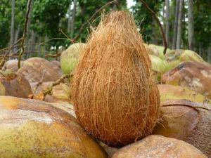 Semi Husked Coconuts