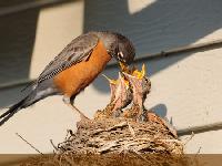 bird feeds