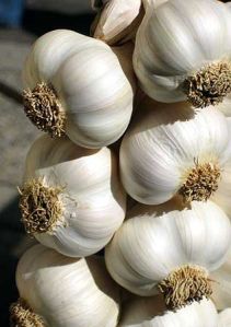 Garlic