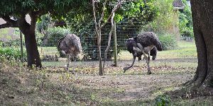 Ostrich Feeds