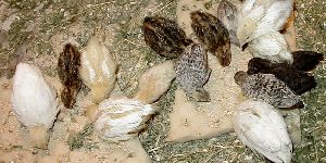 Quail Feeds