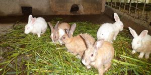 Rabbit Feeds