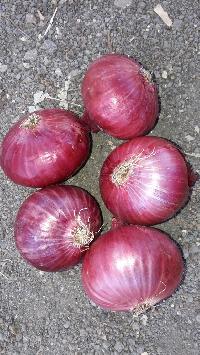 Fresh Red Onion