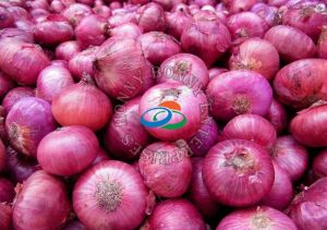 Red Onion