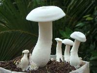 Milky Mushrooms