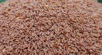 Psyllium Seeds