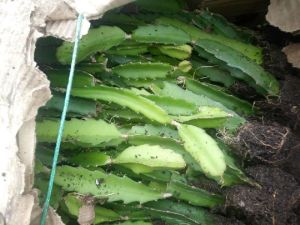 Dragon Fruit Plants