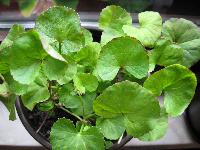 Centella Asiatica