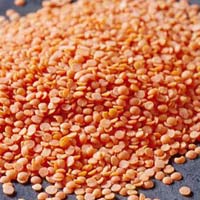 Red Lentil