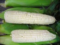 White Corn