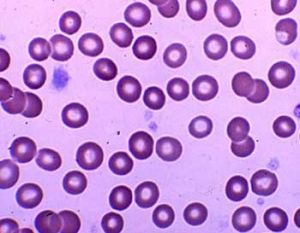 Proteolytic Enzyme Granules