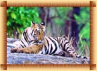 Weekend with Royal Bengal Tiger