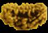 1 Mukhi Rudraksha