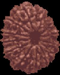 13 Mukhi Rudraksha