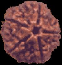 5 Mukhi Rudraksha