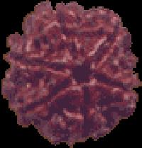 6 Mukhi Rudraksha