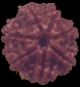 7 Mukhi Rudraksha