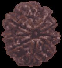 9 Mukhi Rudraksha