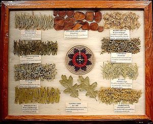 Herbal Medicines