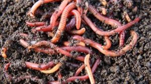 Organic vermicompost