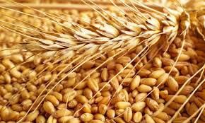 Wheat Seeds