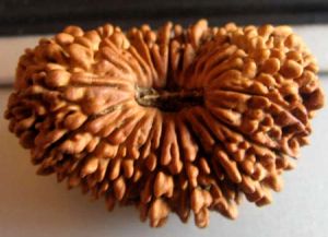 Nepali Rudraksha Bead M21 TRIPUR SUNDARI