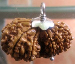 Nepali Rudraksha Bead M22 GAURI SHANKAR