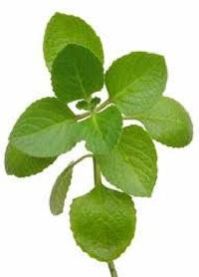 Oregano Leaves