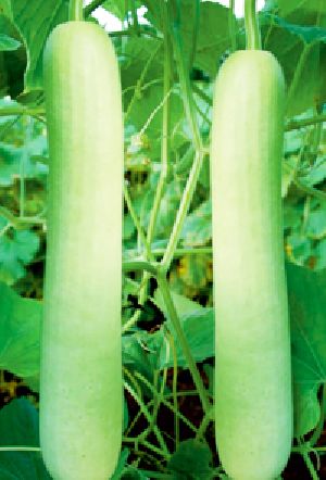 Hybrid Bottle Gourd