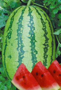 hybrid watermelon