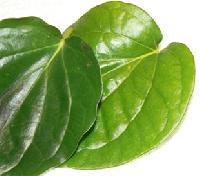 kalkatha betel leaf