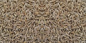 Cumin Seeds