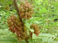 Glycyrrhiza Glabra