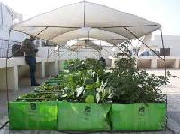 roof top farming